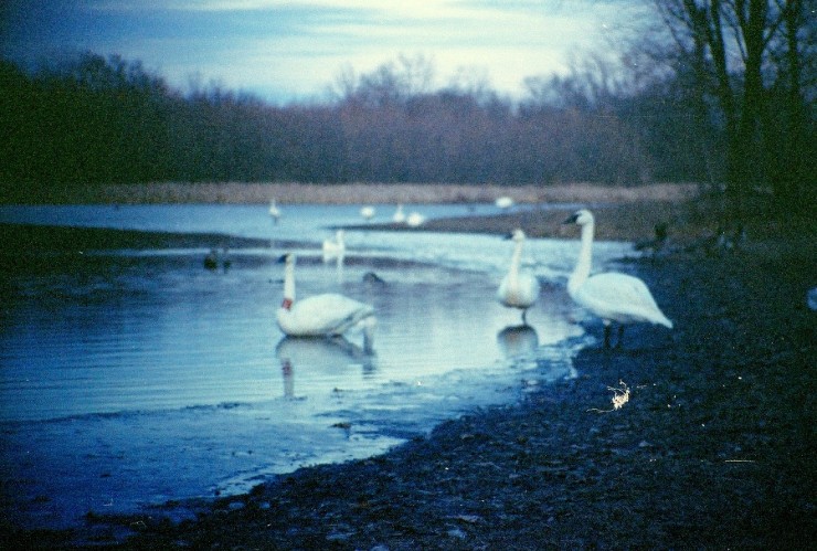 0107 - Trumpeter Swans