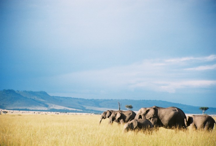 Elephants at Serengeti